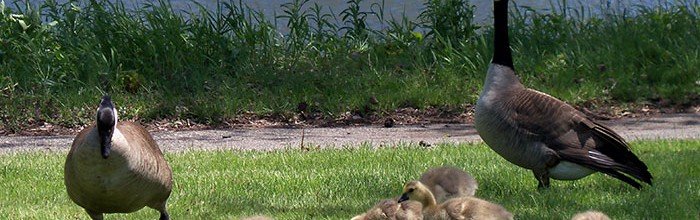 Solving Canada Goose Problems