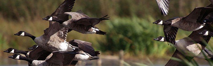 Humane Geese Control Services