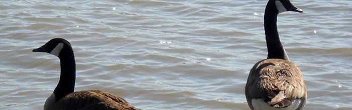 Geese Control Services Norfolk