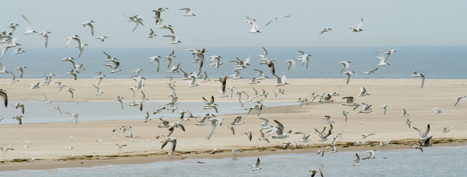 bird removal in Tampa, FL