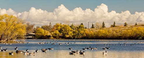 bird control in virginia