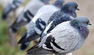 nationwide bird control services