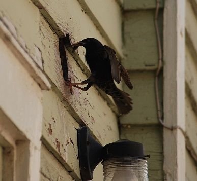 tallahassee bird in vent removal