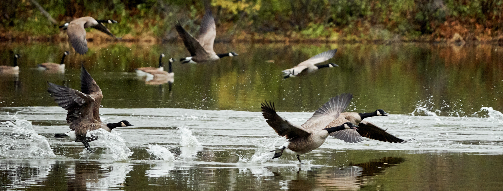 Canadian Geese Removal Pennsylvania