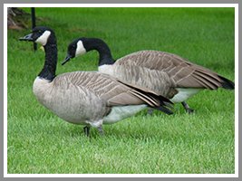 canada geese virginia