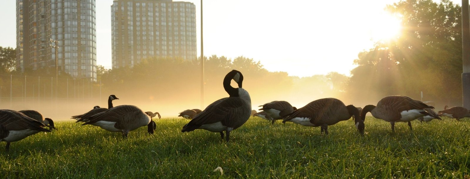 virginia commercial goose control