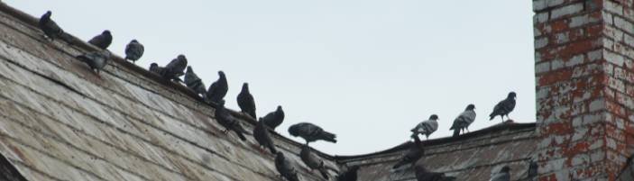 pigeon control in tallahassee fl